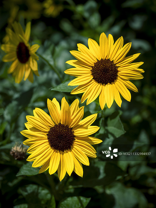 三朵向日葵图片素材