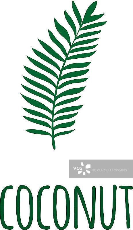 独立的热带丛林绿色棕榈叶图片素材