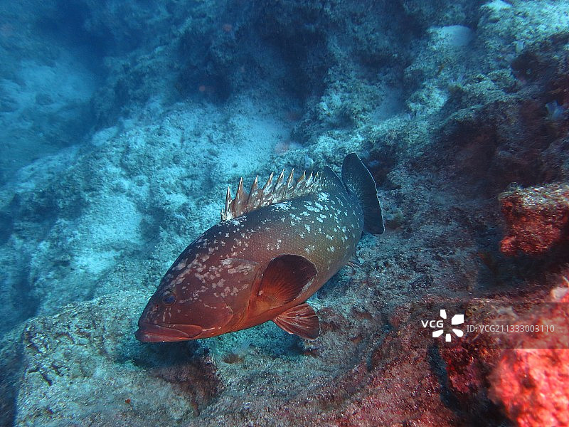 海中游动的鱼特写，土耳其图片素材
