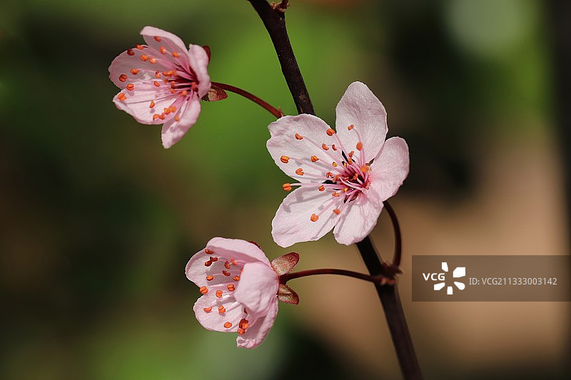 粉色樱花特写，越南图片素材