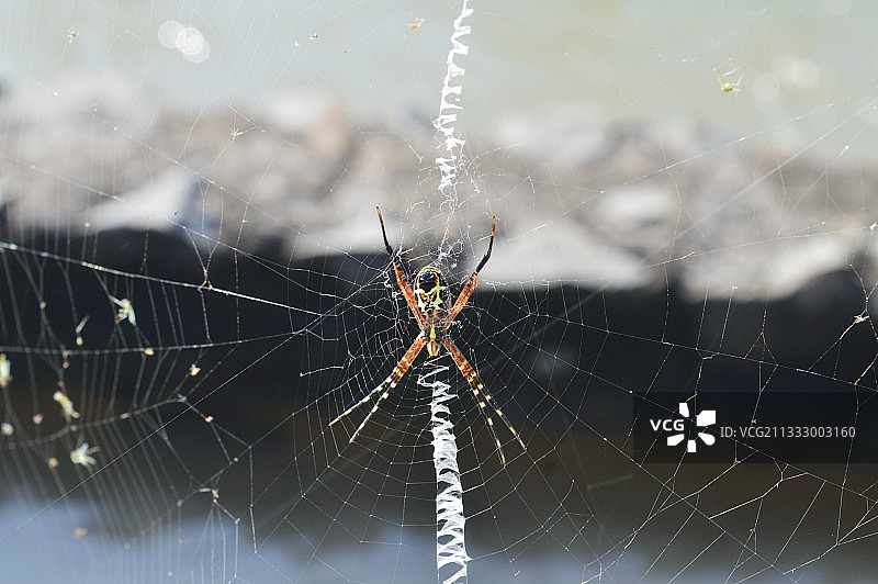 蜘蛛网上的蜘蛛特写图片素材