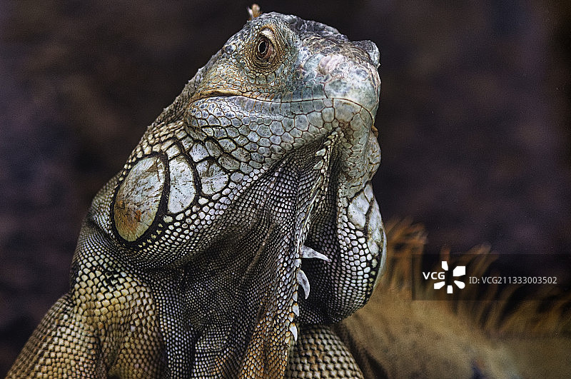 鬣蜥特写，英国图片素材