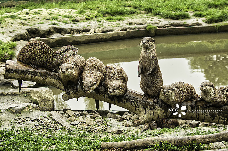 水獭在树干上的特写图片素材