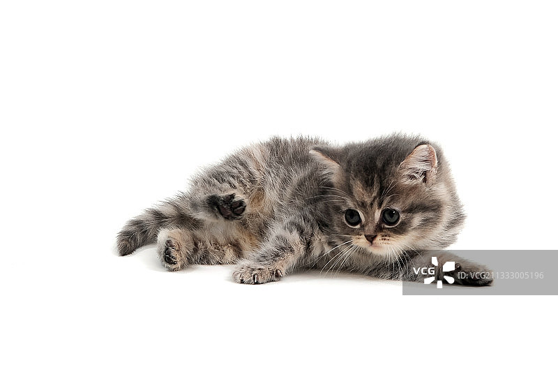 白色背景上的小猫特写图片素材