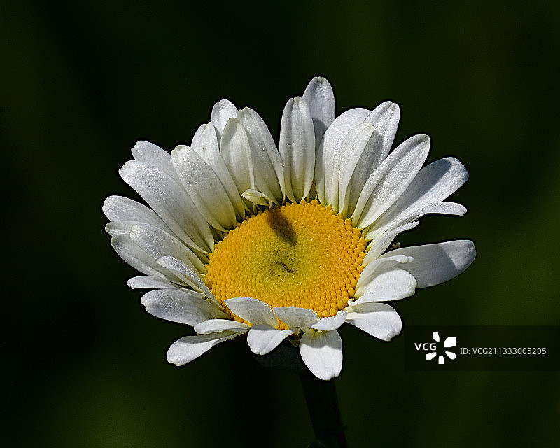 白色雏菊花朵特写，美国华盛顿州克尔索图片素材