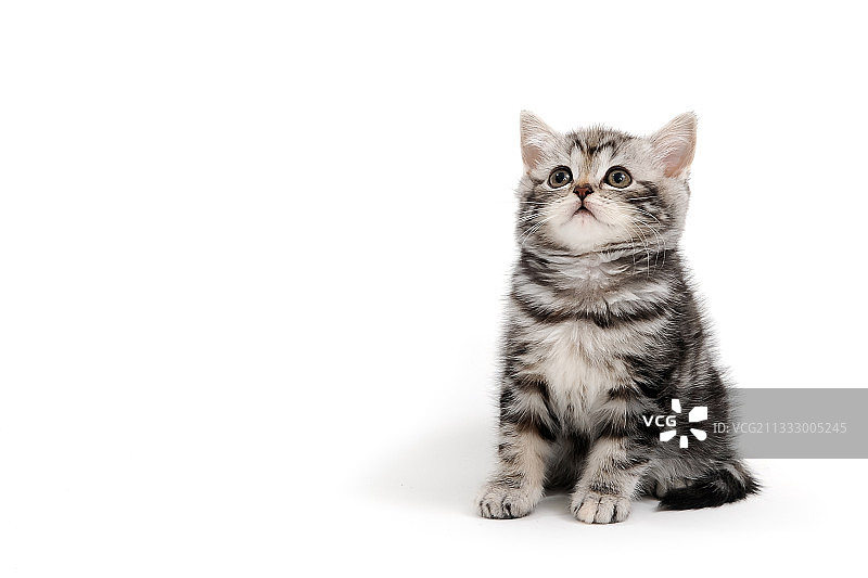 坐在白色背景前的猫的肖像图片素材