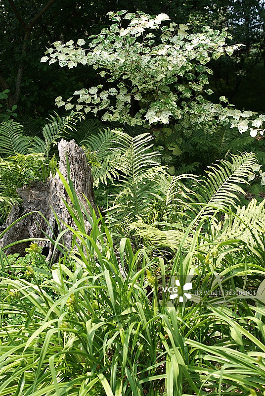 农田植物生长的特写图片素材