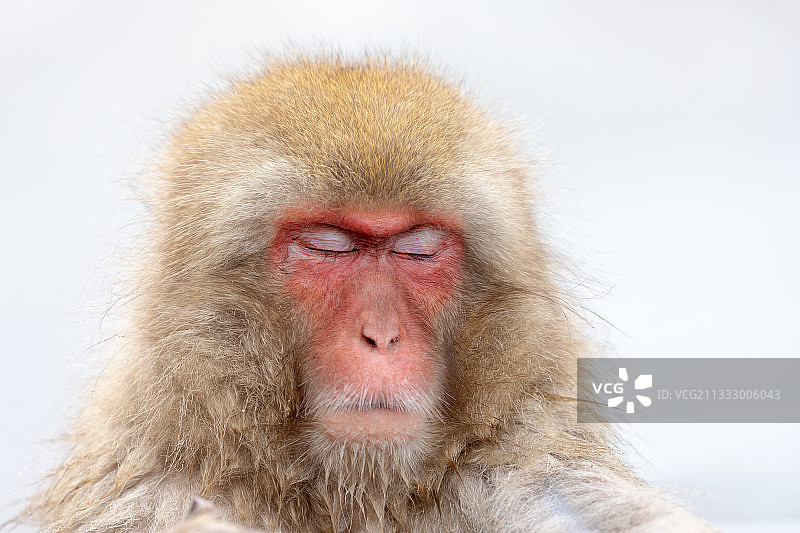 白色背景下的日本猕猴特写图片素材