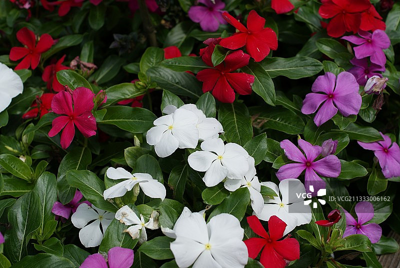 粉色开花植物的高角度视图图片素材