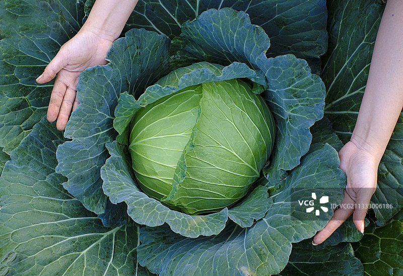 女人采摘绿色新鲜的大卷心菜图片素材