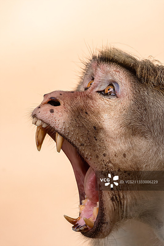 斯里兰卡天空下打哈欠的狗特写图片素材