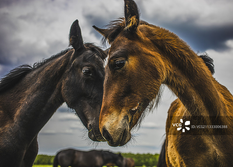 阴天背景下马匹特写图片素材