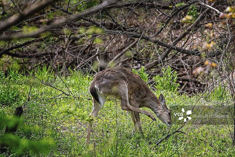 田野中站立的狍鹿侧视图，美国泥泞溪小径图片素材