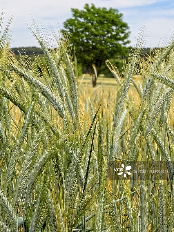 这是小麦在天空中生长的特写图片素材