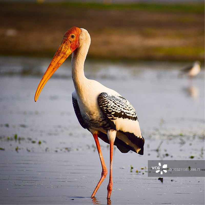 户外栖息的鹳鸟特写图片素材