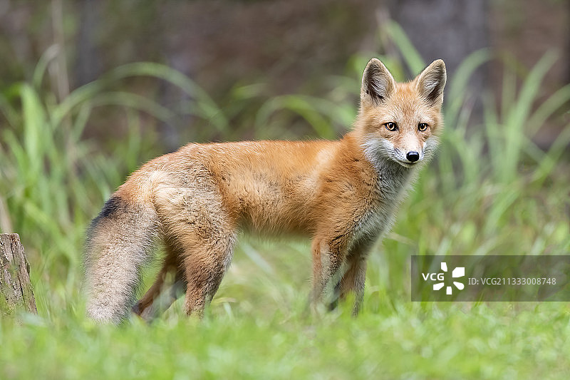 辛克莱尔湖，佐治亚州，草地上站立的红狐画像图片素材