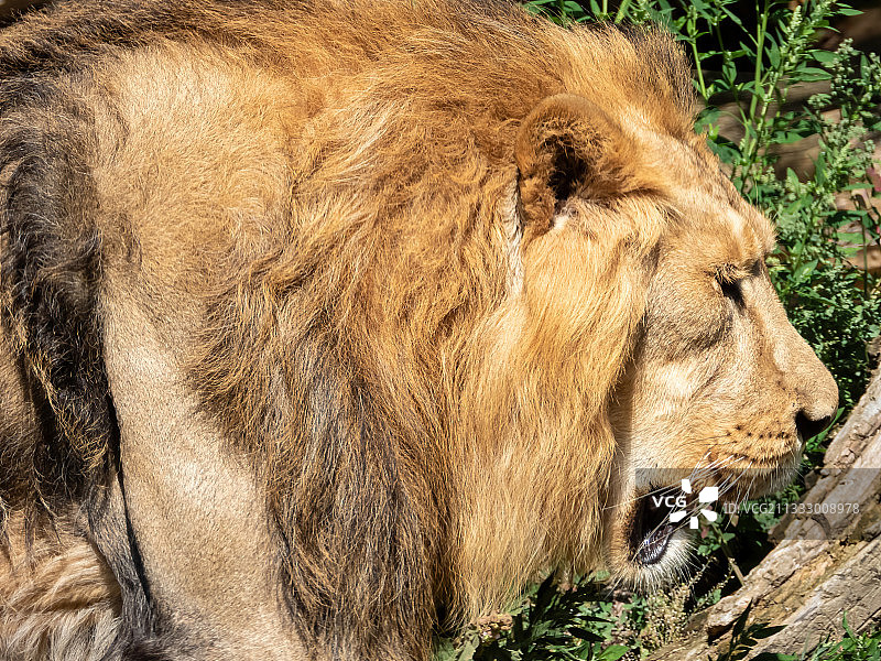 雄狮在草地上休息的特写图片素材