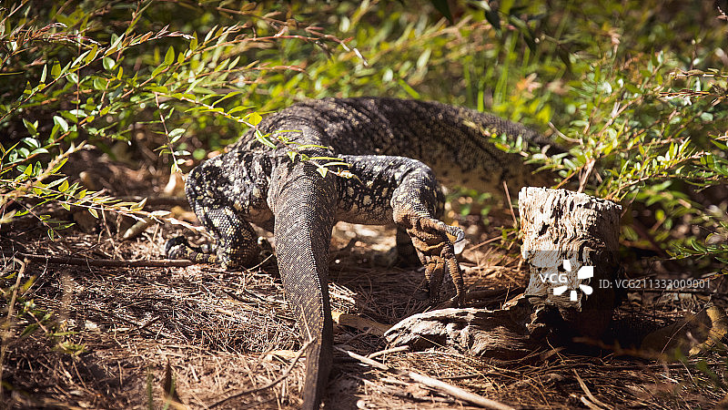 澳大利亚田野里的豹子特写图片素材