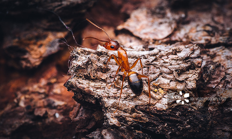 岩石上的昆虫特写图片素材