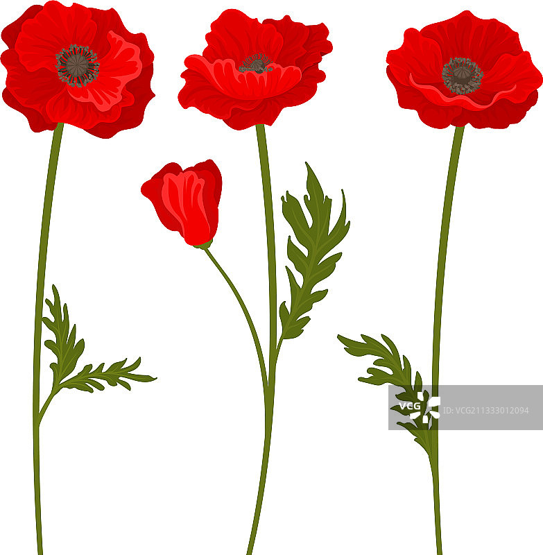 猩红色罂粟草本开花植物图片素材