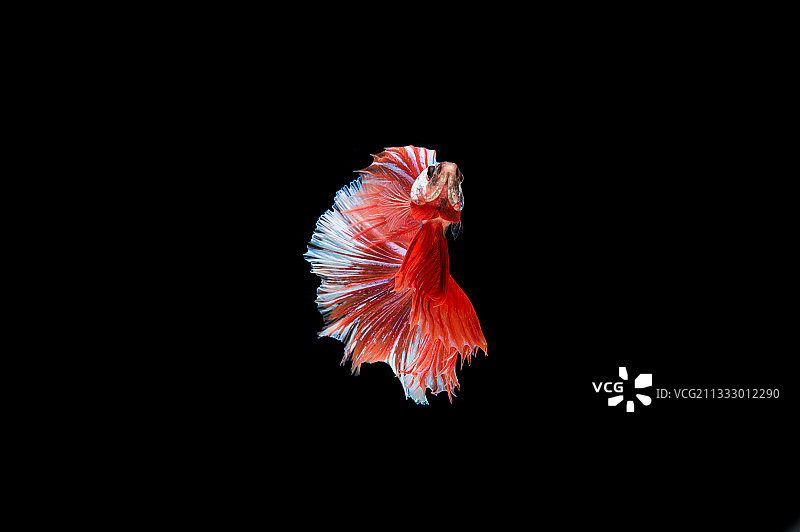 黑色背景下的斗鱼特写图片素材