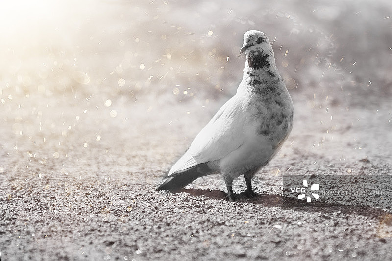 栖息在沙滩上的鸽子特写图片素材