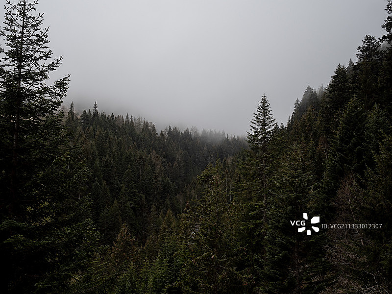 法国莫达讷森林树木景观图片素材