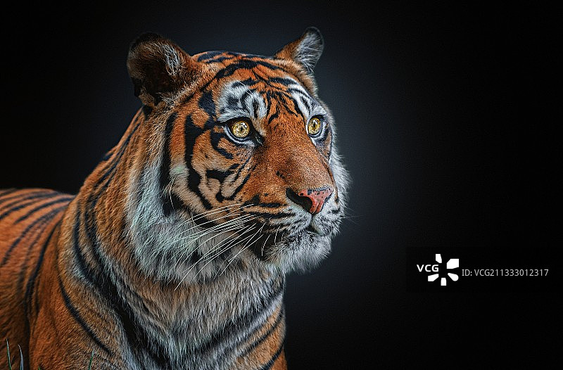 黑色背景下的老虎特写图片素材