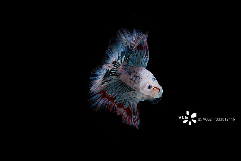 黑色背景下的斗鱼特写图片素材
