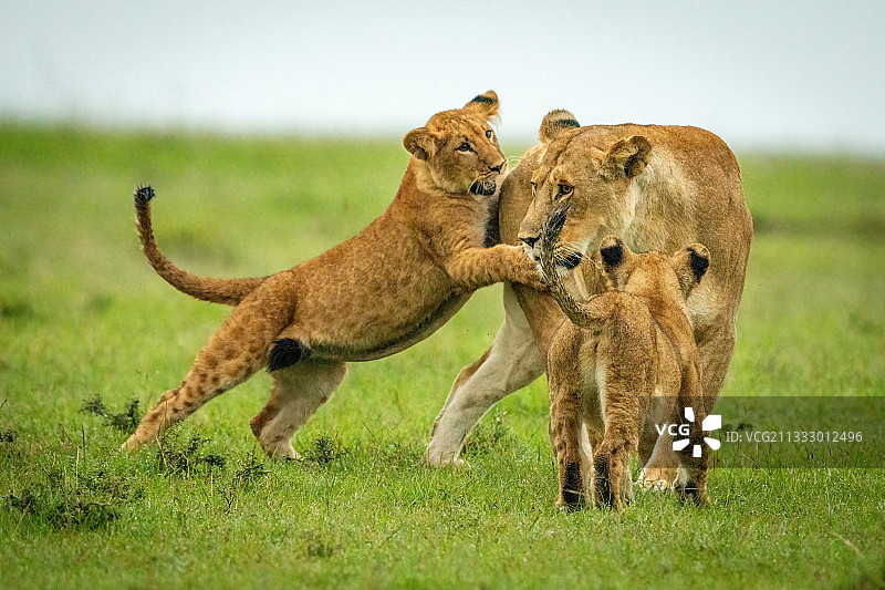 幼崽在草原上从后面抓住母狮，肯尼亚马赛马拉图片素材