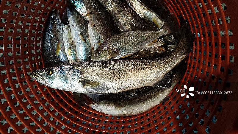 俯视角度：美国路易斯安那州阿米特篮子里的鱼图片素材