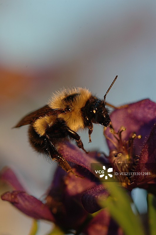 加拿大里穆斯基，花上的蜜蜂特写图片素材