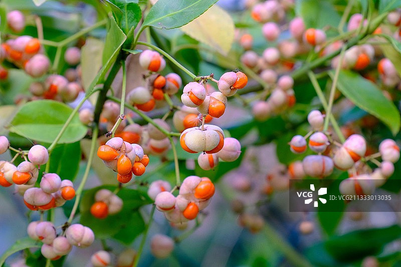 浆果生长在树上的特写图片素材
