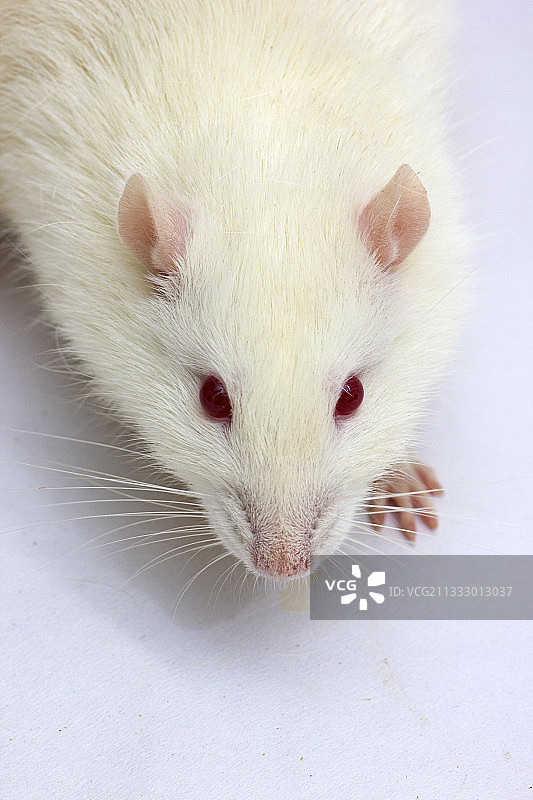 白色猫咪特写，印度中央邦博帕尔图片素材