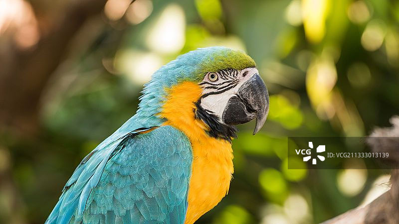 金色和蓝色金刚鹦鹉的特写图片素材