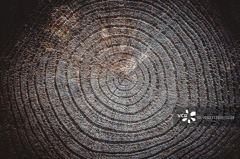 爱尔兰戈尔韦树桩全景照片图片素材