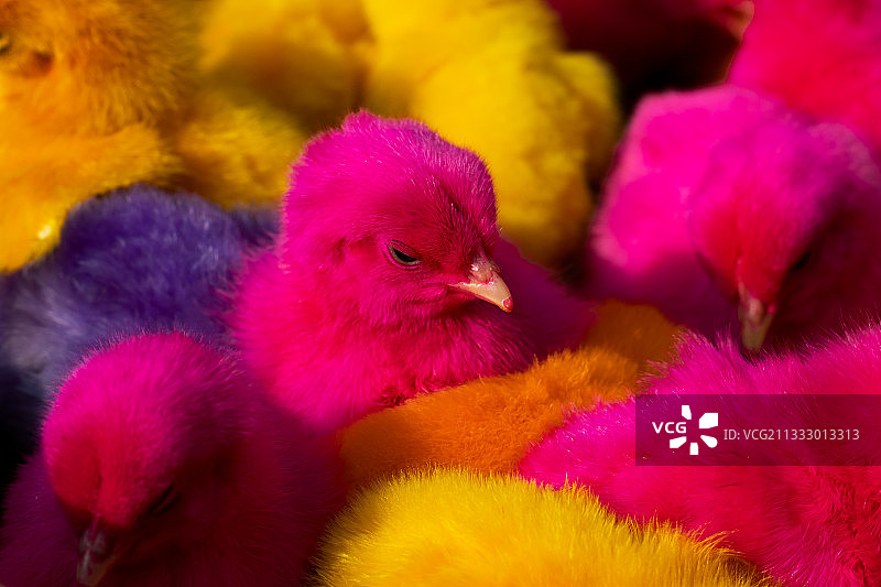 鸡群全景照片图片素材