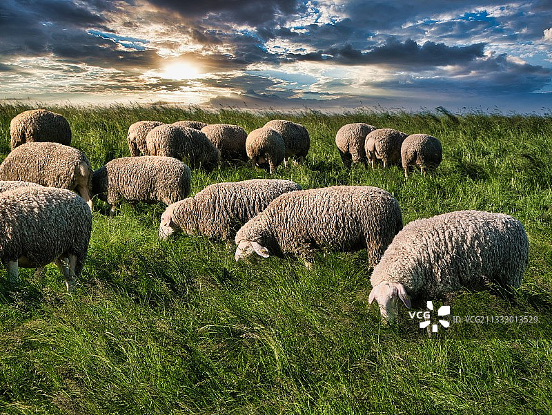 德国埃姆登诺克的羊群图片素材