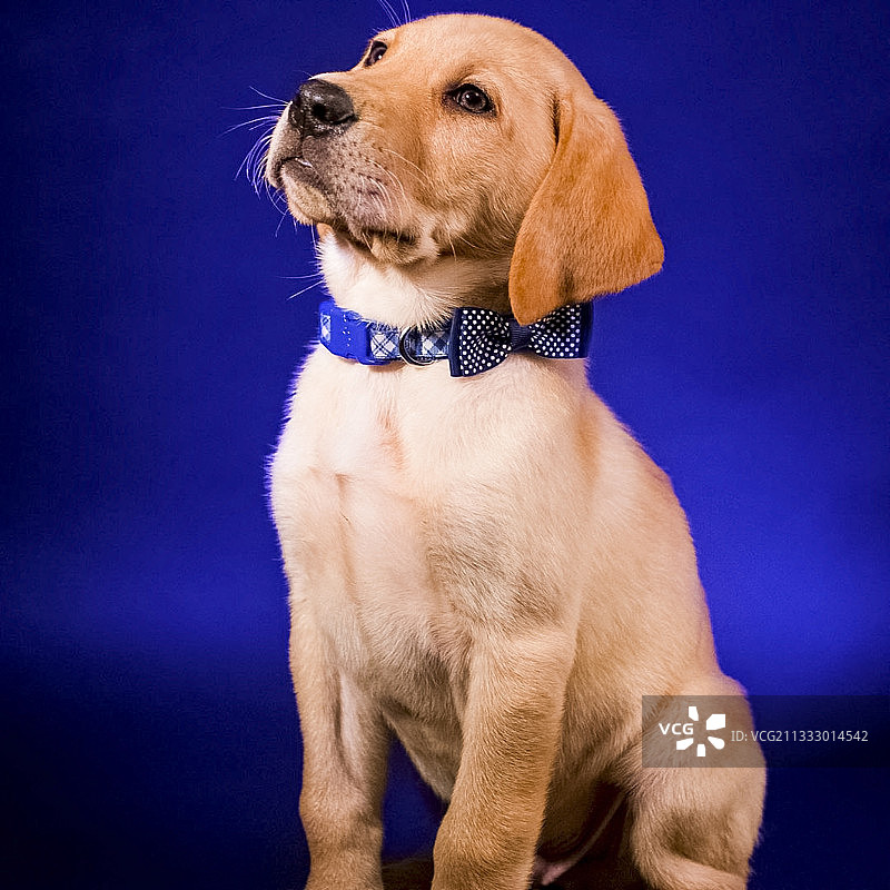 蓝色背景下拉布拉多寻回犬幼犬的特写图片素材