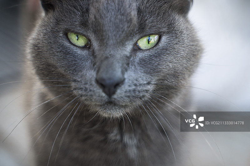 俄罗斯蓝猫图片素材