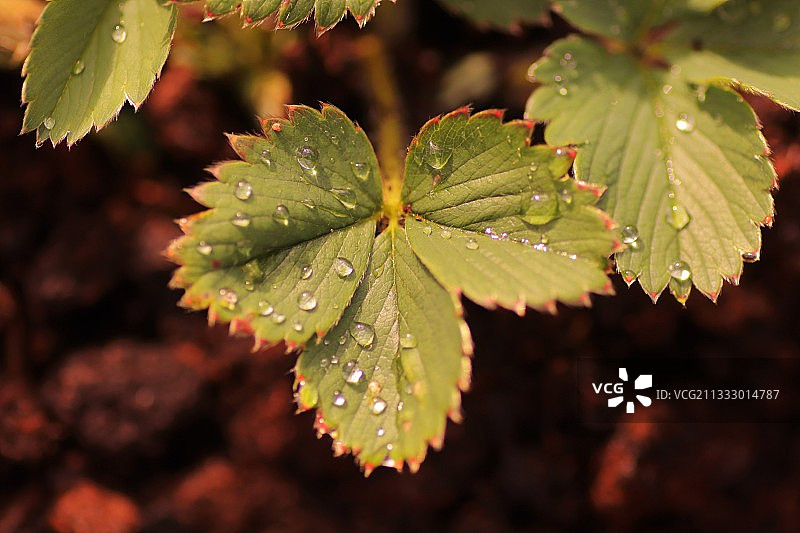 雨滴落在树叶上的特写图片素材