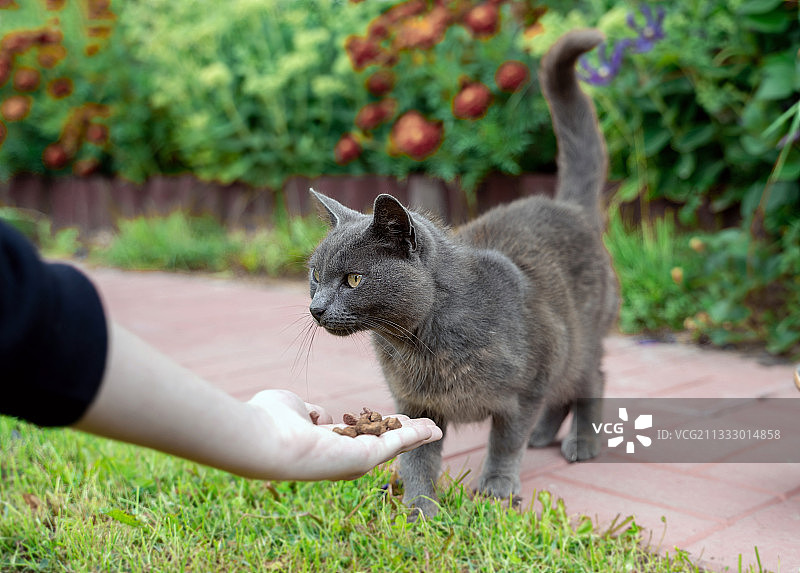 俄罗斯蓝猫在街上吃男人手中的干粮，圣彼得堡图片素材