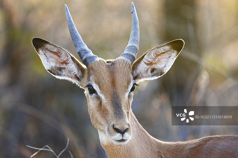 南非克鲁格国家公园的鹿的特写图片素材