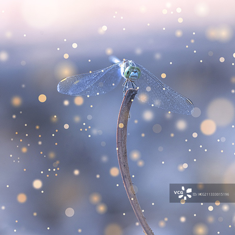 蜻蜓在树枝上特写，印度图片素材