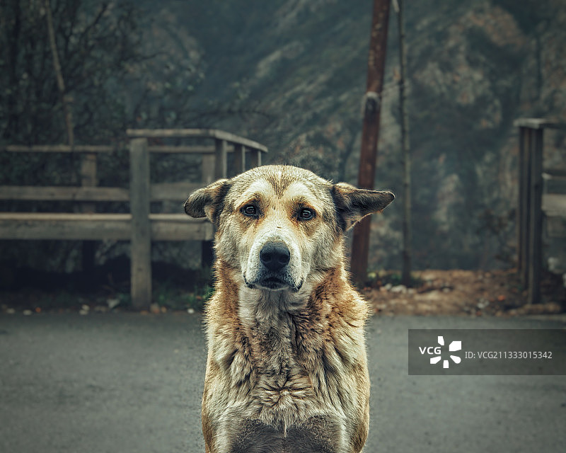 站在路上的狗的画像，伊朗图片素材