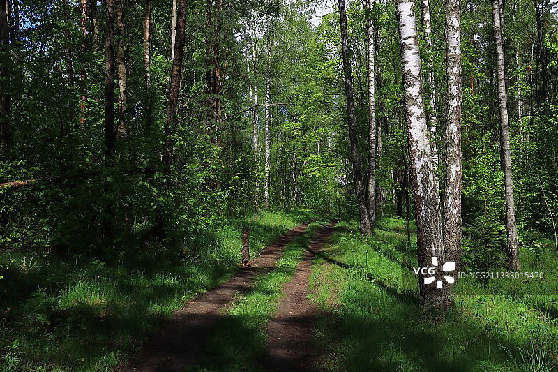 白俄罗斯森林中的树木图片素材