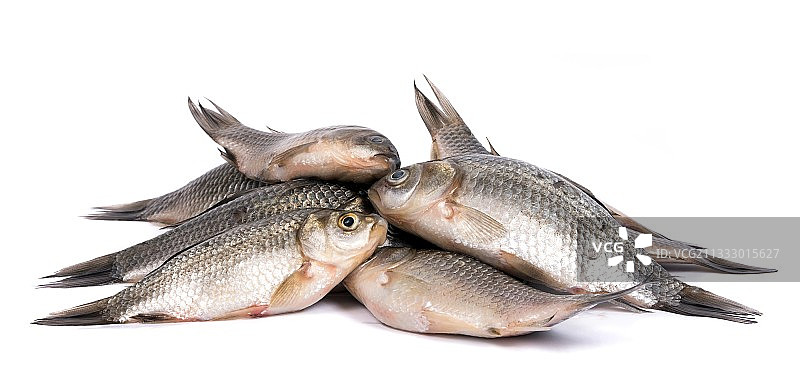 白色背景下的死鱼特写图片素材