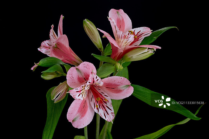 黑色背景下的粉色花朵特写图片素材