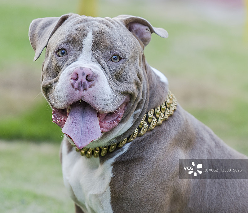 坐在田野上的纯种斗牛梗特写图片素材