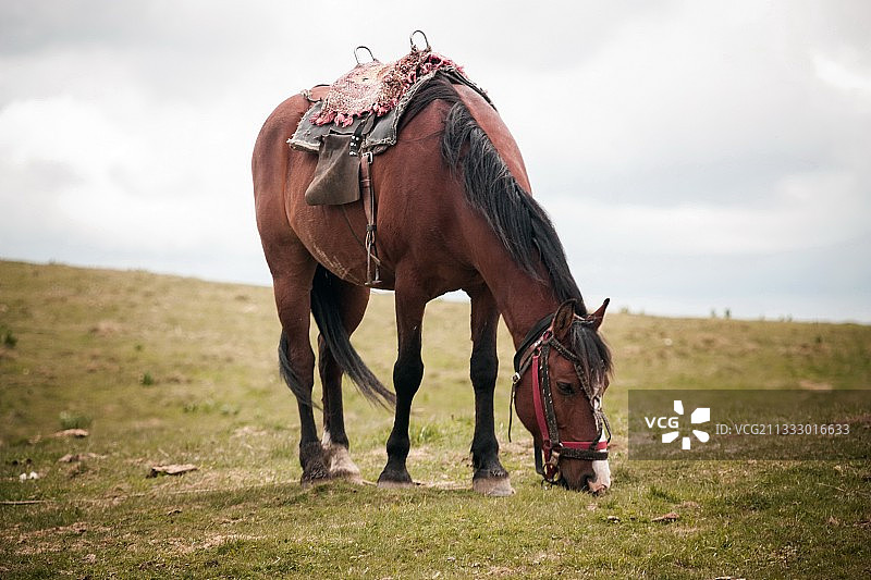 站在田野上，以天空为背景的马的肖像图片素材